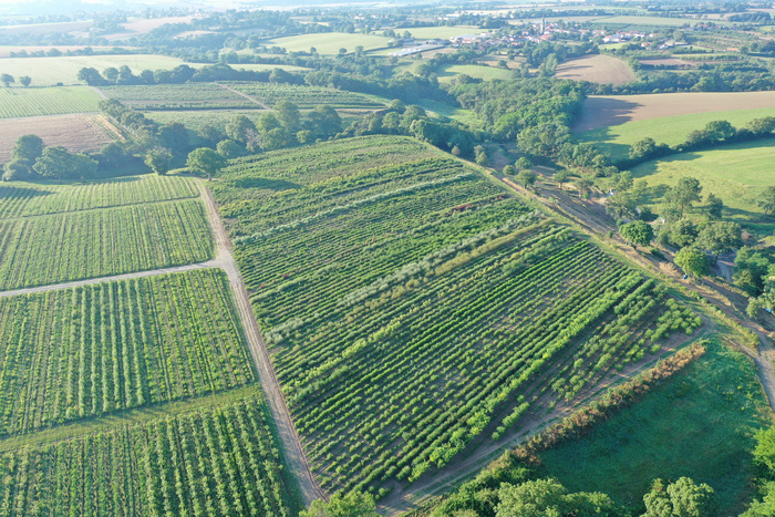 25-06-2024 DRONE Arbustes treu  (2)