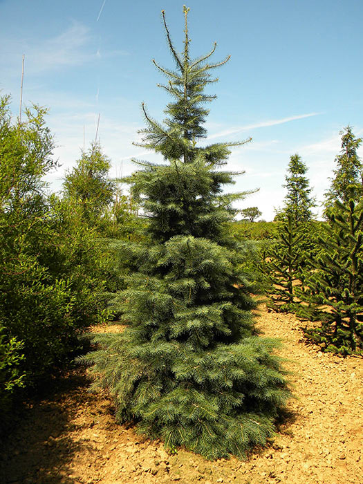 ABIES-CONCOLOR-ISO