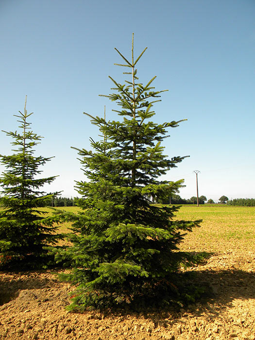 ABIES-NORDMANNIANA-ISO