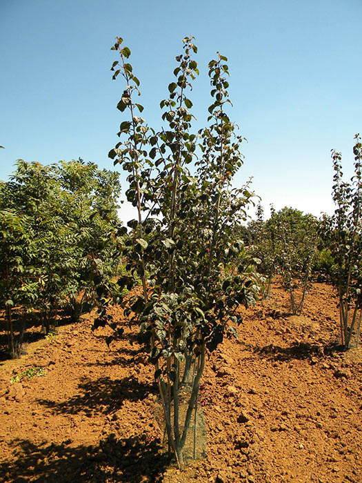 ACER-DAVIDII-ISO-cepees