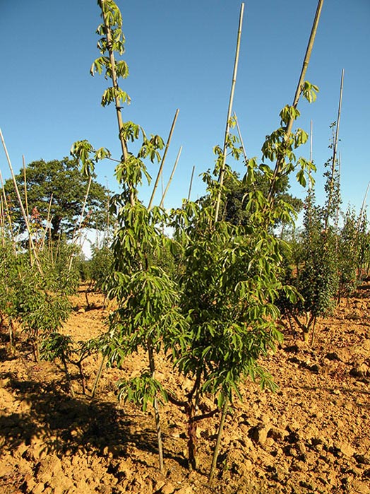 ACER-GRISEUM-ISO-cepees