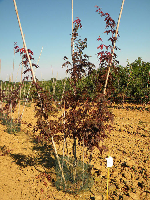 ACER-PALMATUM-ATROPURPUREUM-ISO-cepees