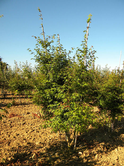 ACER-PALMATUM-ISO-cepees