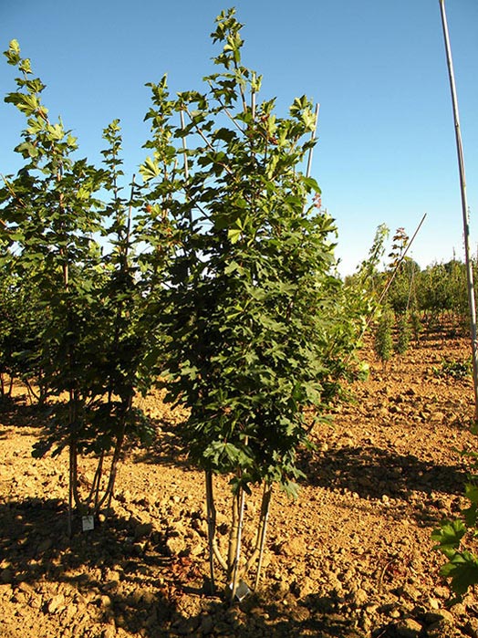 ACER-PLATANOIDES-ISO-cepees