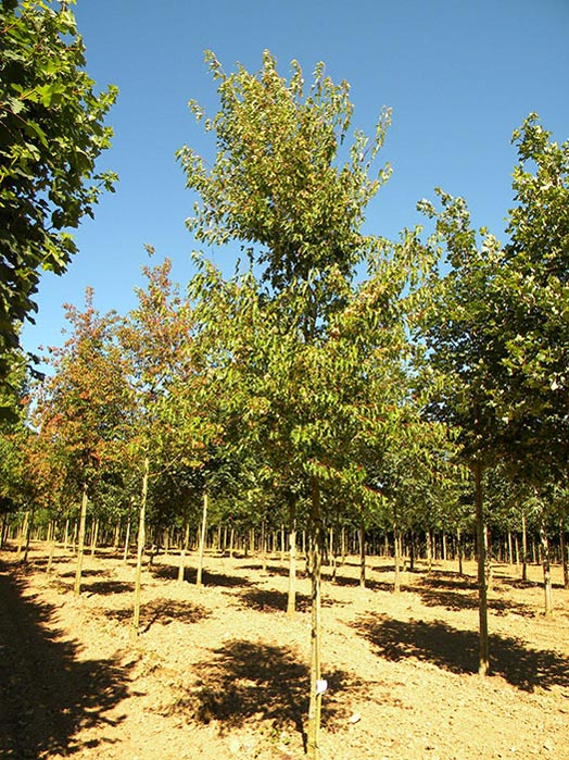 ACER-TATARICUM-GINNALA-ISO
