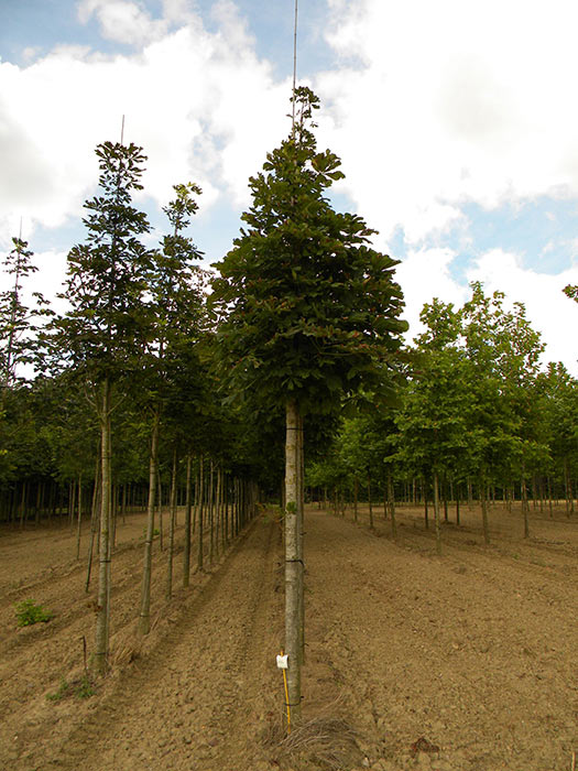 AESCULUS-HIPPOCASTANUM-ISO