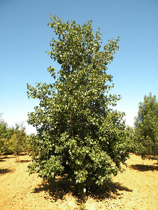 ALNUS-CORDATA-ISO-cepees