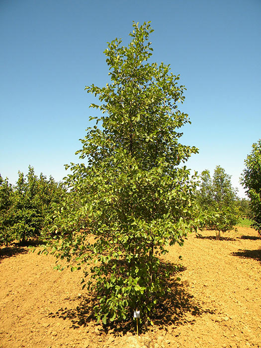 ALNUS-GLUTINOSA-ISO-cepees