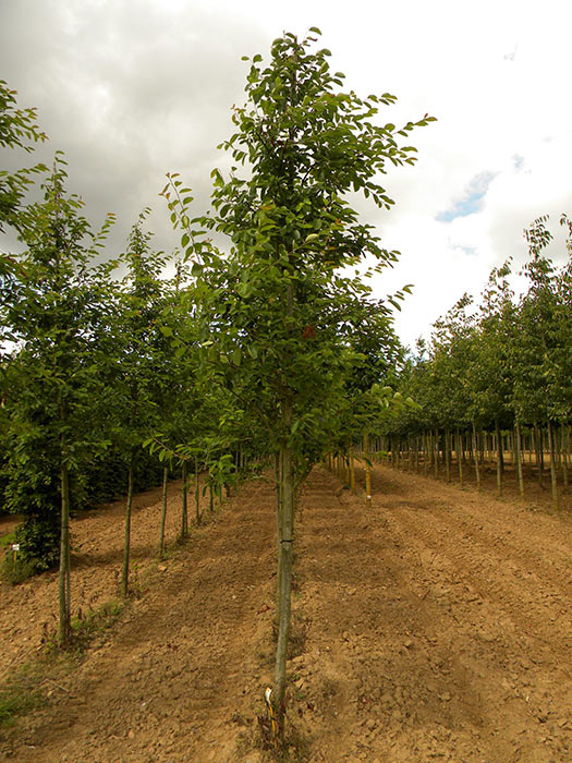 AMELANCHIER-CANADENSIS-ISO