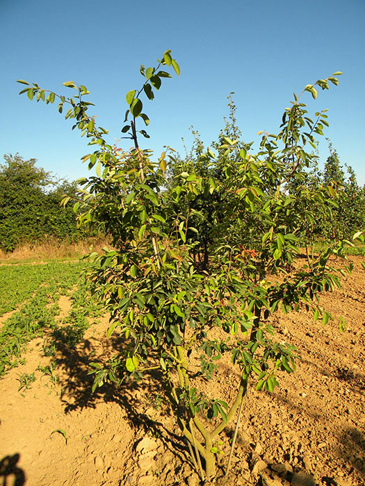 AMELANCHIER-CANADENSIS-ISO-cepees