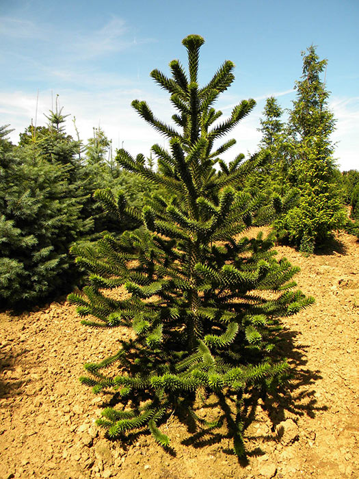 ARAUCARIA-ARAUCANA-ISO