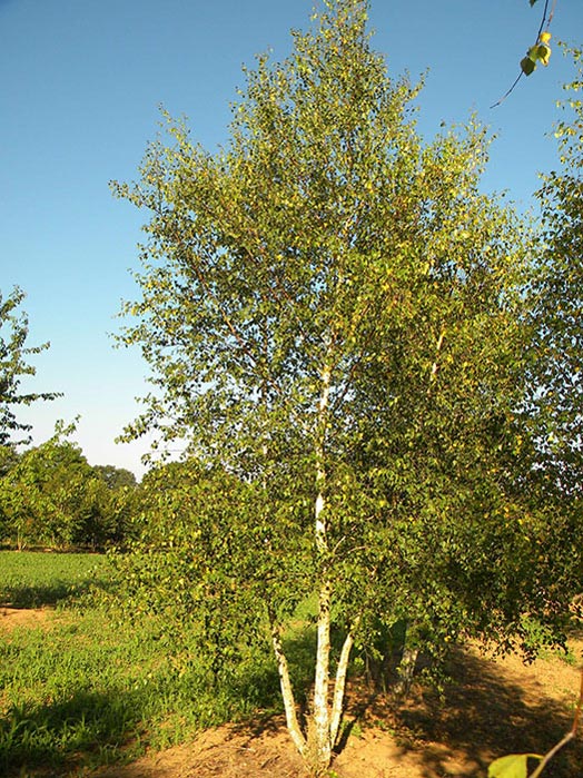 BETULA-PENDULA-ISO-cepees