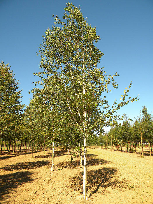 BETULA-UTILIS-DOORENBOS-ISO