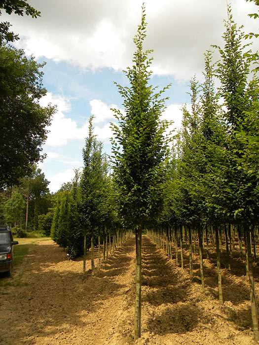 CARPINUS-BETULUS-FASTIGIATA-ISO