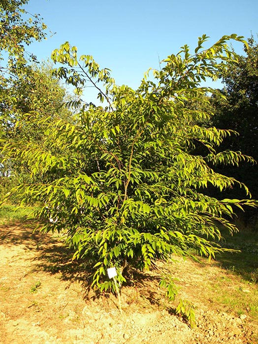 CARPINUS-JAPONICA-ISO-cepees