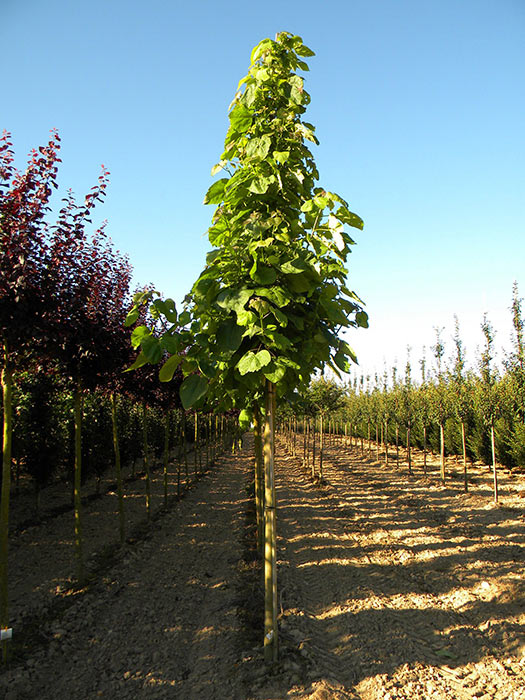 CATALPA-BIGNONIOIDES-ISO