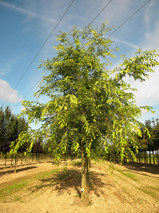 CELTIS-OCCIDENTALIS-ISO