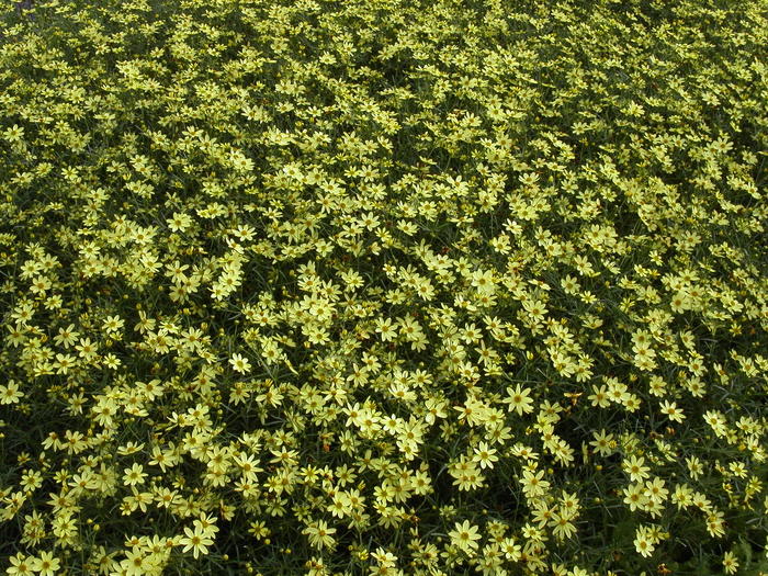 Coreopsis vert.Moonbean