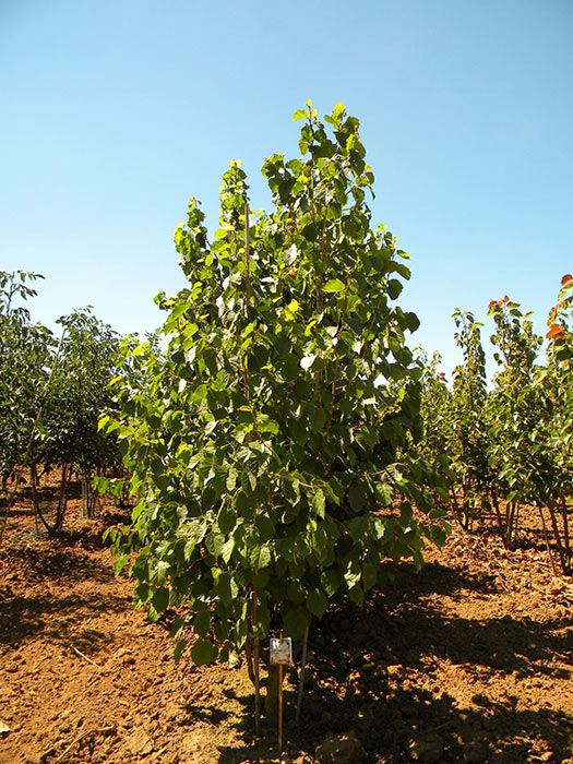 CORYLUS-COLURNA-ISO-cepees