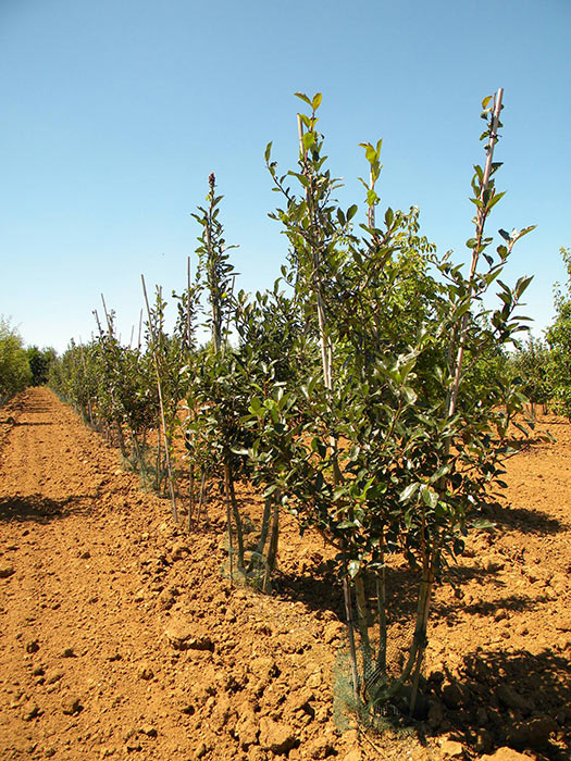 CRATAEGUS-LAVALEEI-CARRIEREI-GR-cepees