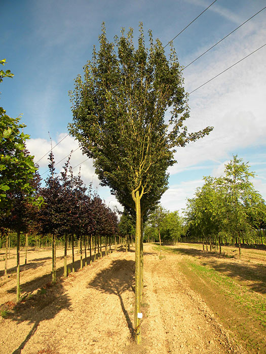 CRATAEGUS-MONOGYNA-STRICTA-ISO