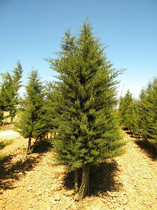 CUPRESSUS-SEMPERVIRENS-ISO-cepees