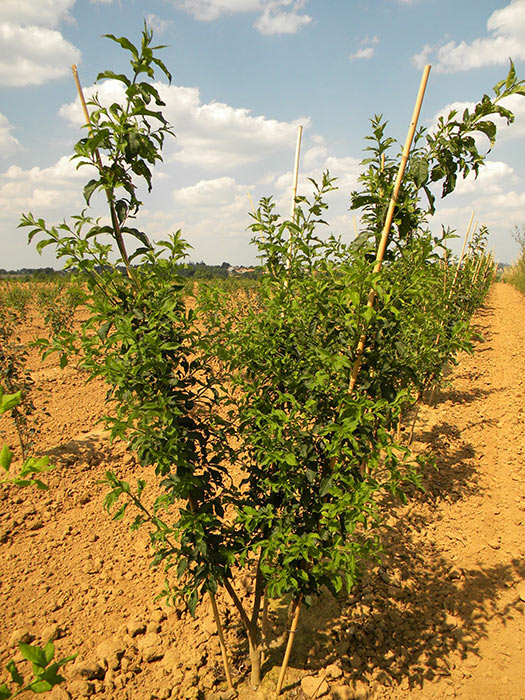 EUONYMUS-EUROPAEUS-ISO-cepees