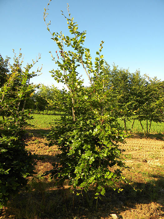 FAGUS-SYLVATICA-ISO-cepees