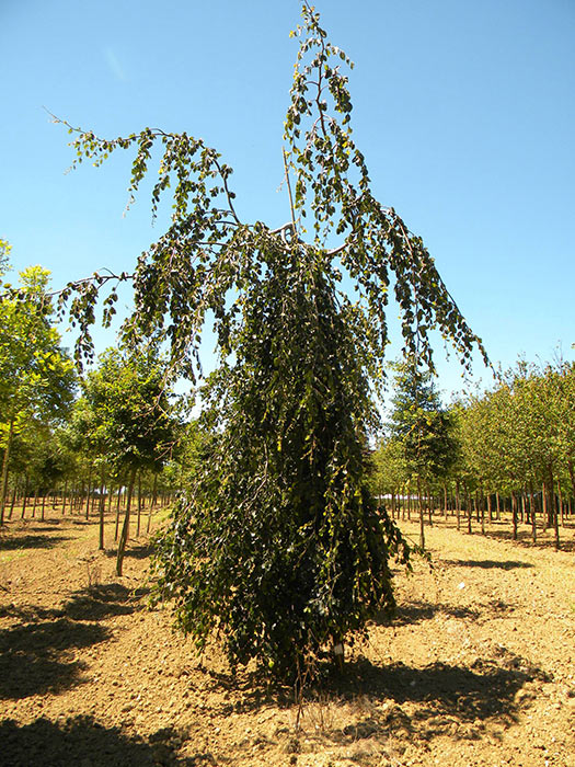 FAGUS-SYLVATICA-PENDULA-ISO