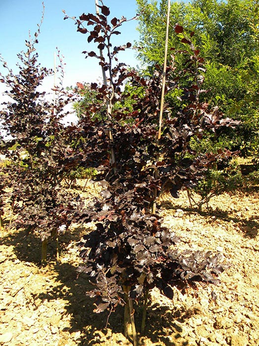 FAGUS-SYLVATICA-PURPUREA-ISO-cepees