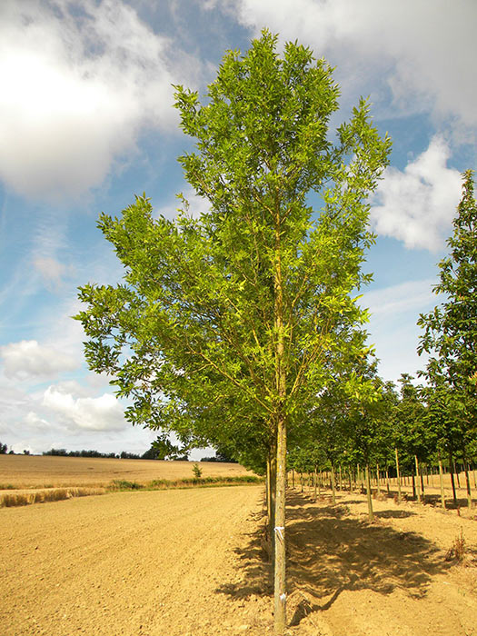 FRAXINUS-HOLOTRICHA-MORAINE-ISO