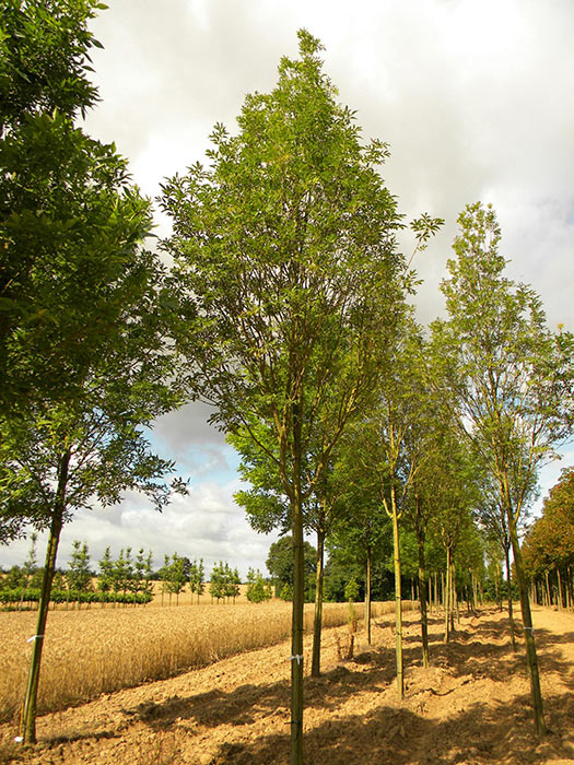 FRAXINUS-ORNUS-OBELISK-ISO