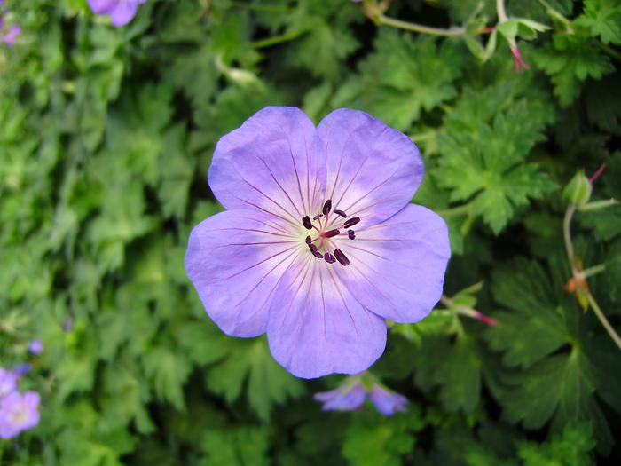 Geranium Rozanne