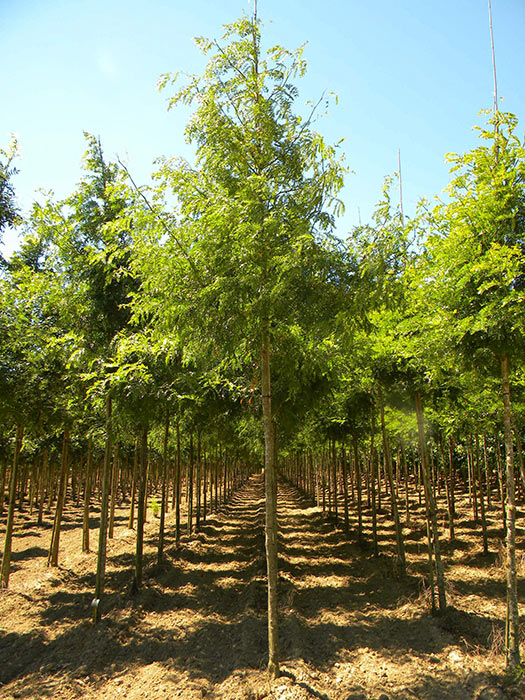 GLEDITSIA-TRIACANTHOS-SHADEMASTER-ISO