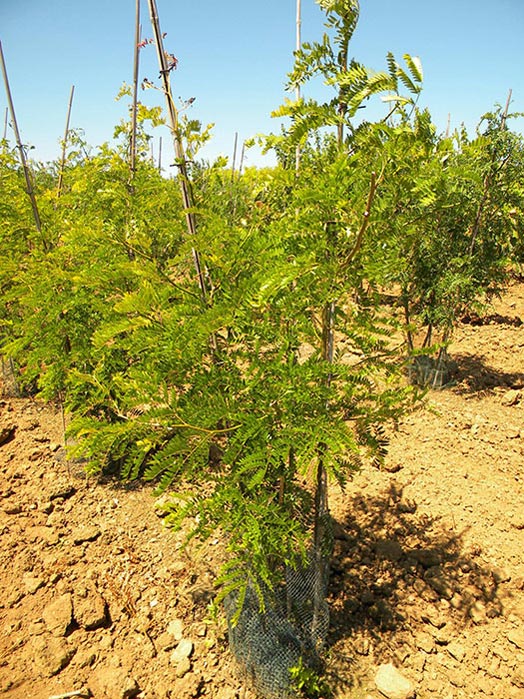 GLEDITSIA-TRIACANTHOS-SUNBURST-ISO-cepees