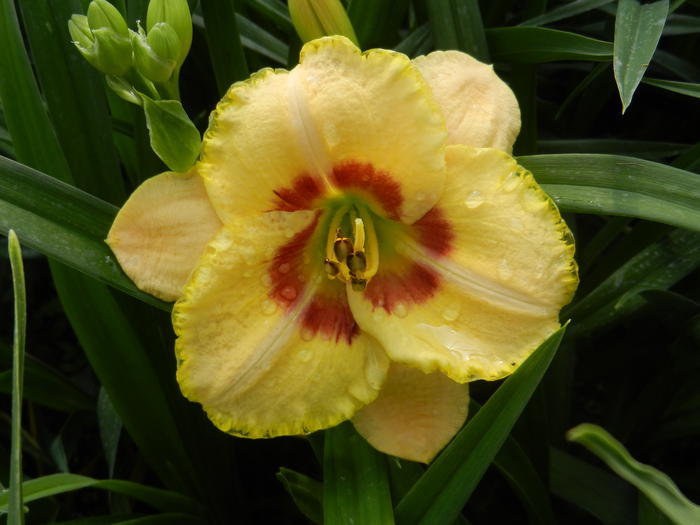 Hemerocallis