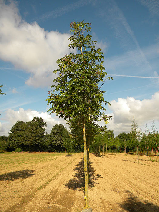 JUGLANS-REGIA-ISO