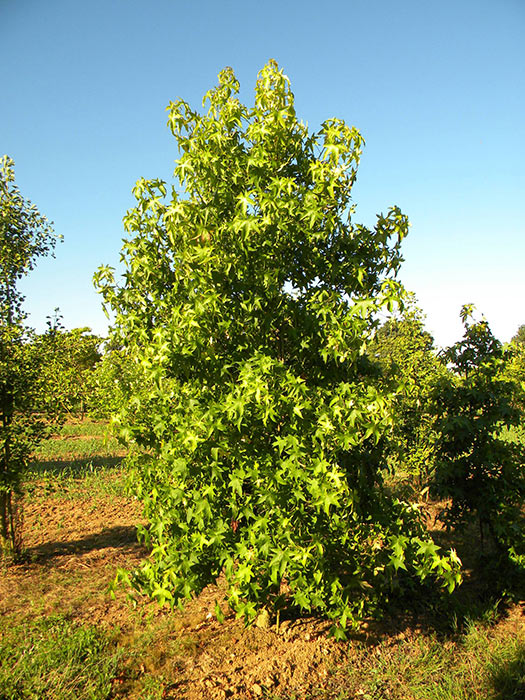 LIQUIDAMBAR-STYRACIFLUA-ISO