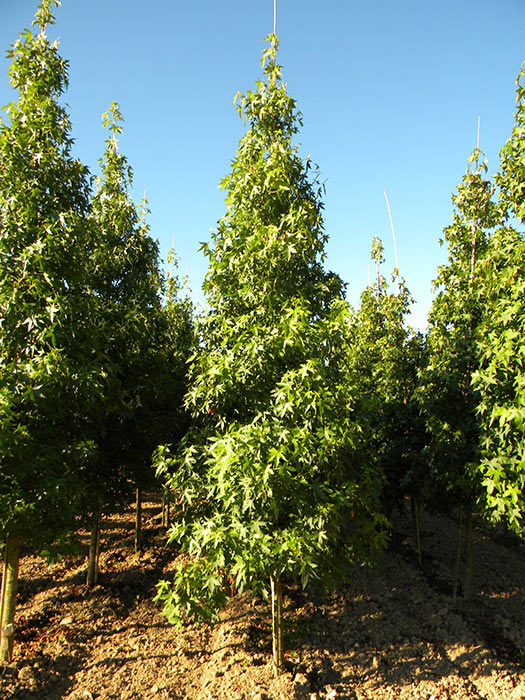 LIQUIDAMBAR-STYRACIFLUA-WORPLESDON-ISO