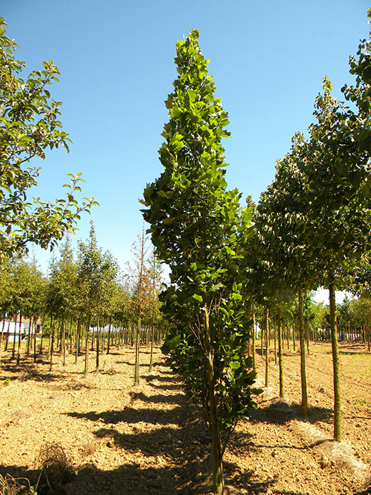 LIRIODENDRON-TULIPIFERA-FASTIGIATUM-ISO1