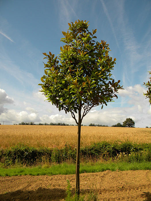 MAGNOLIA-GRANDIFLORA-ISO