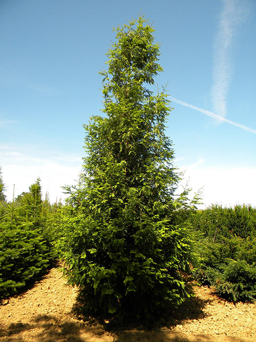 METASEQUOIA-GLYPTOSTROBOIDES-ISO