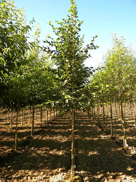 OSTRYA-CARPINIFOLIA-ISO