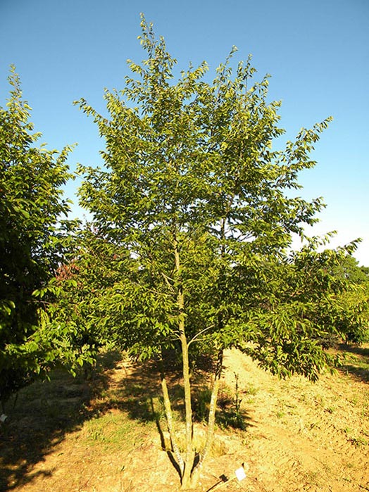 OSTRYA-CARPINIFOLIA-ISO-cepees