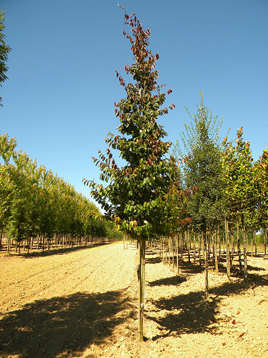 PARROTIA-PERSICA-VANESSA-ISO