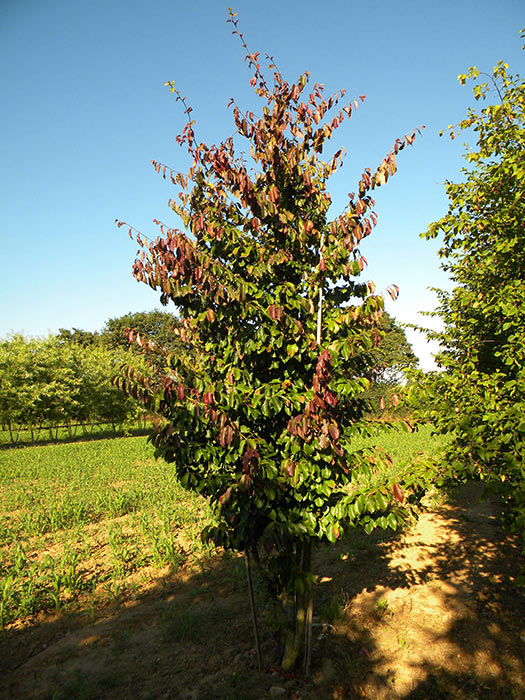 PARROTIA-PERSICA-VANESSA-ISO-cepees