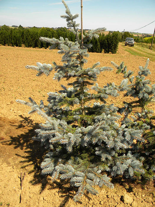 PICEA-PUNGENS-HOOPSII-ISO
