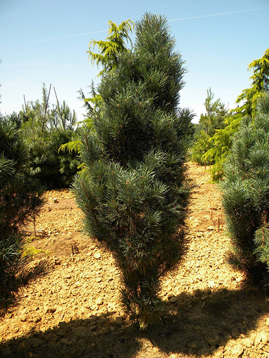 PINUS-SYLVESTRIS-FASTIGIATA-ISO1