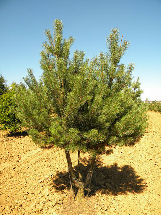 PINUS-SYLVESTRIS-ISO