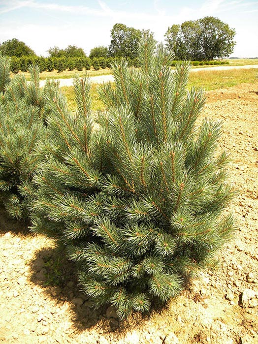 PINUS-SYLVESTRIS-WATERERI-ISO